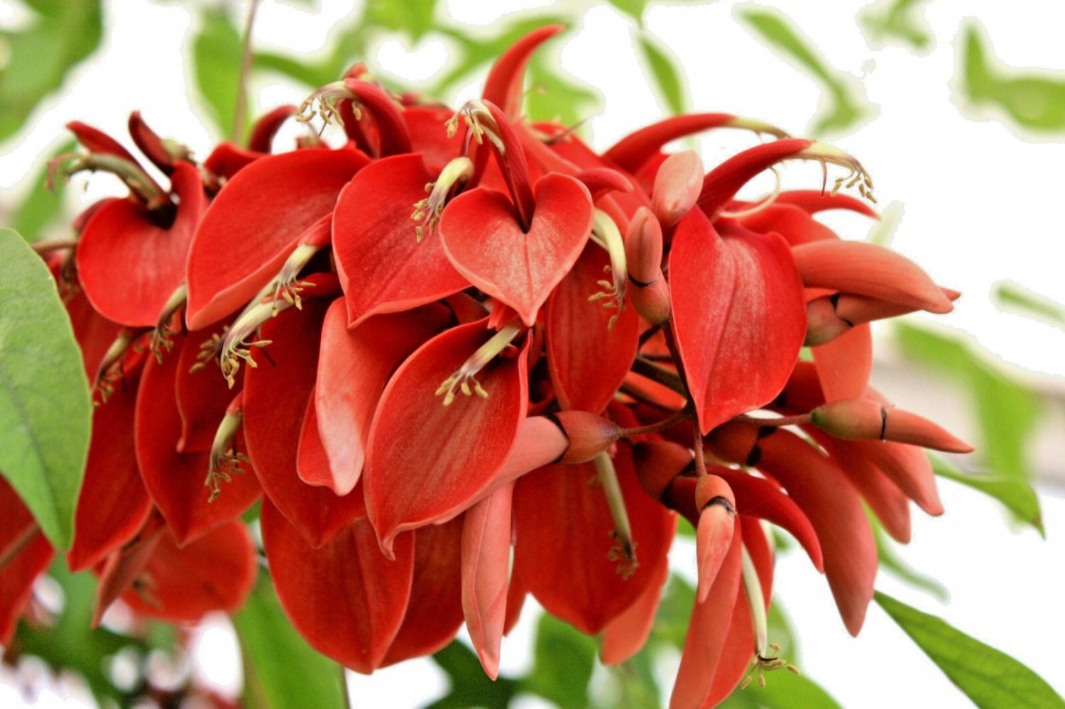 BasqueStore | Erythrina Arborescens, rare red Sunshine Coral Tree tropical fresh seed 10 seeds