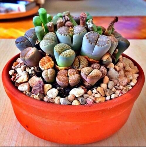RARE Lithops MIX succulent cactus EXOTIC living stones desert rock seed 50 SEEDS