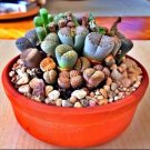 RARE Lithops MIX succulent cactus EXOTIC living stones desert rock seed 50 SEEDS