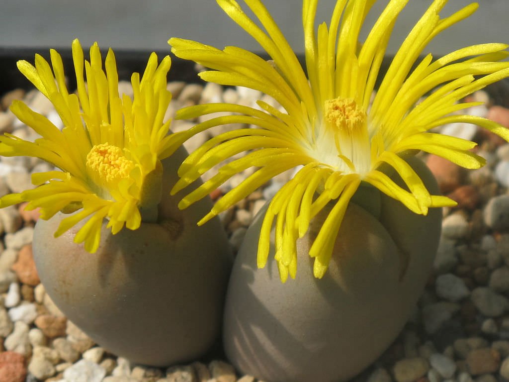 BasqueStore | Lithops Steineckeana rare plant exotic living stones ice succulent seed 15 SEEDS