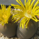 BasqueStore | Lithops Steineckeana rare plant exotic living stones ice succulent seed 15 SEEDS