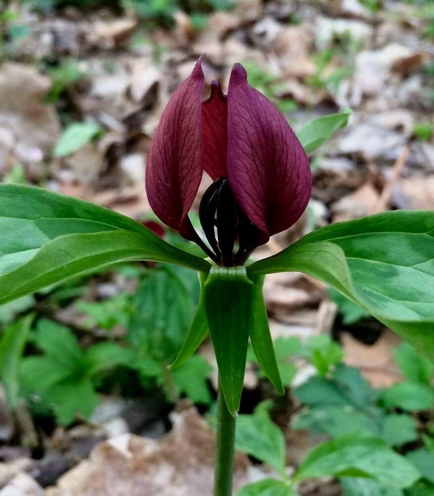 BasqueStore | 5 PRAIRIE TRILLIUM PREMIUM NATIVE WOODLAND WILDFLOWERS BULBS BARE ROOT STOCK