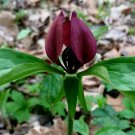 BasqueStore | 5 PRAIRIE TRILLIUM PREMIUM NATIVE WOODLAND WILDFLOWERS BULBS BARE ROOT STOCK