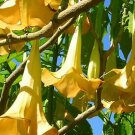 BasqueStore | GOLDER ANGEL'S TRUMPET brugmansia sanguinea aurea flowering tree seed 10 seeds