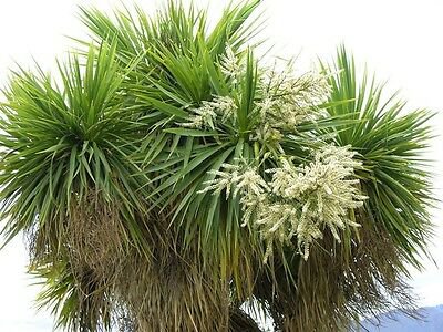 BasqueStore | EXOTIC CORDYLINE AUSTRALIS cabbage tree @j@ rare palm trees plant seed 10 seeds