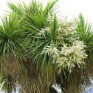 BasqueStore | EXOTIC CORDYLINE AUSTRALIS cabbage tree @j@ rare palm trees plant seed 10 seeds
