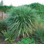 BasqueStore | EXOTIC CORDYLINE AUSTRALIS cabbage tree @j@ rare palm trees plant seed 10 seeds