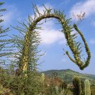 BasqueStore | BOOJUM TREE fouquieria columnaris cirio ocotillo flowering succulent 10 seeds
