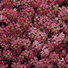 50 Deep Red Alyssum Flower Sweet Royal Flowers Bloom Ship from US