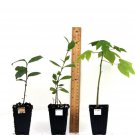 BasqueStore | Magnolia Brunswick Fig Tree Live Plant (Madonna, Dalmatia) - Ficus carica