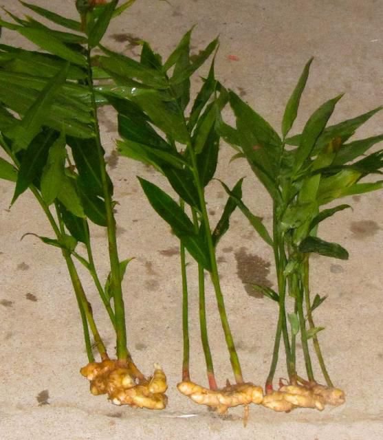 BasqueStore | Ginger (Common Cooking Variety) Live Plant - Zingiber officinale