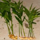 BasqueStore | Ginger (Common Cooking Variety) Live Plant - Zingiber officinale