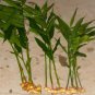 BasqueStore | Ginger (Common Cooking Variety) Live Plant - Zingiber officinale