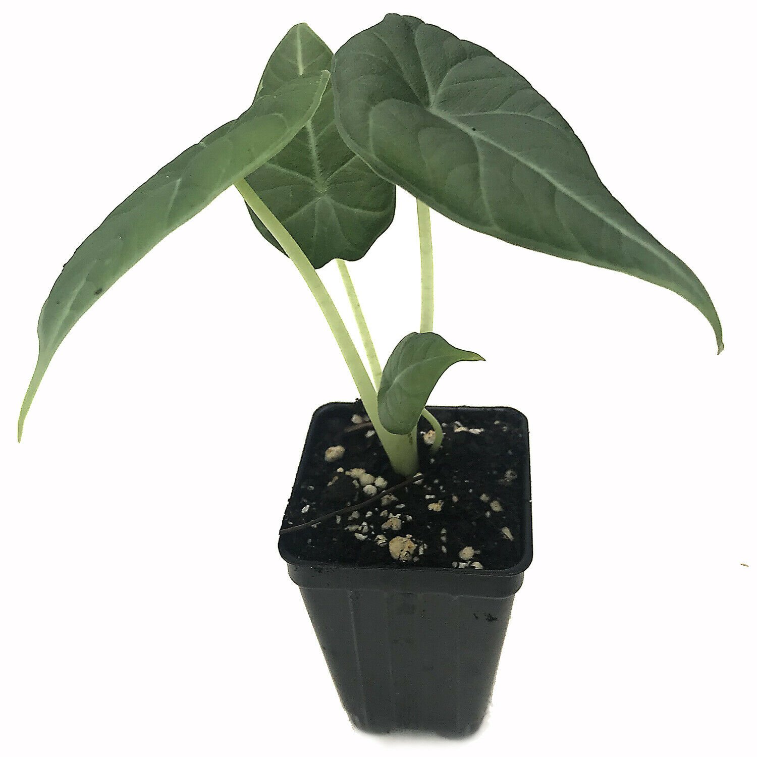 BasqueStore | Maharani Elephant Ear Live Plant (Tropical Jewel) - Alocasia