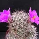 MAMMILLARIA SCHUMANNII @ Exotic Rare Cactus Cacti Plant Pincushion Seed 20 Seeds
