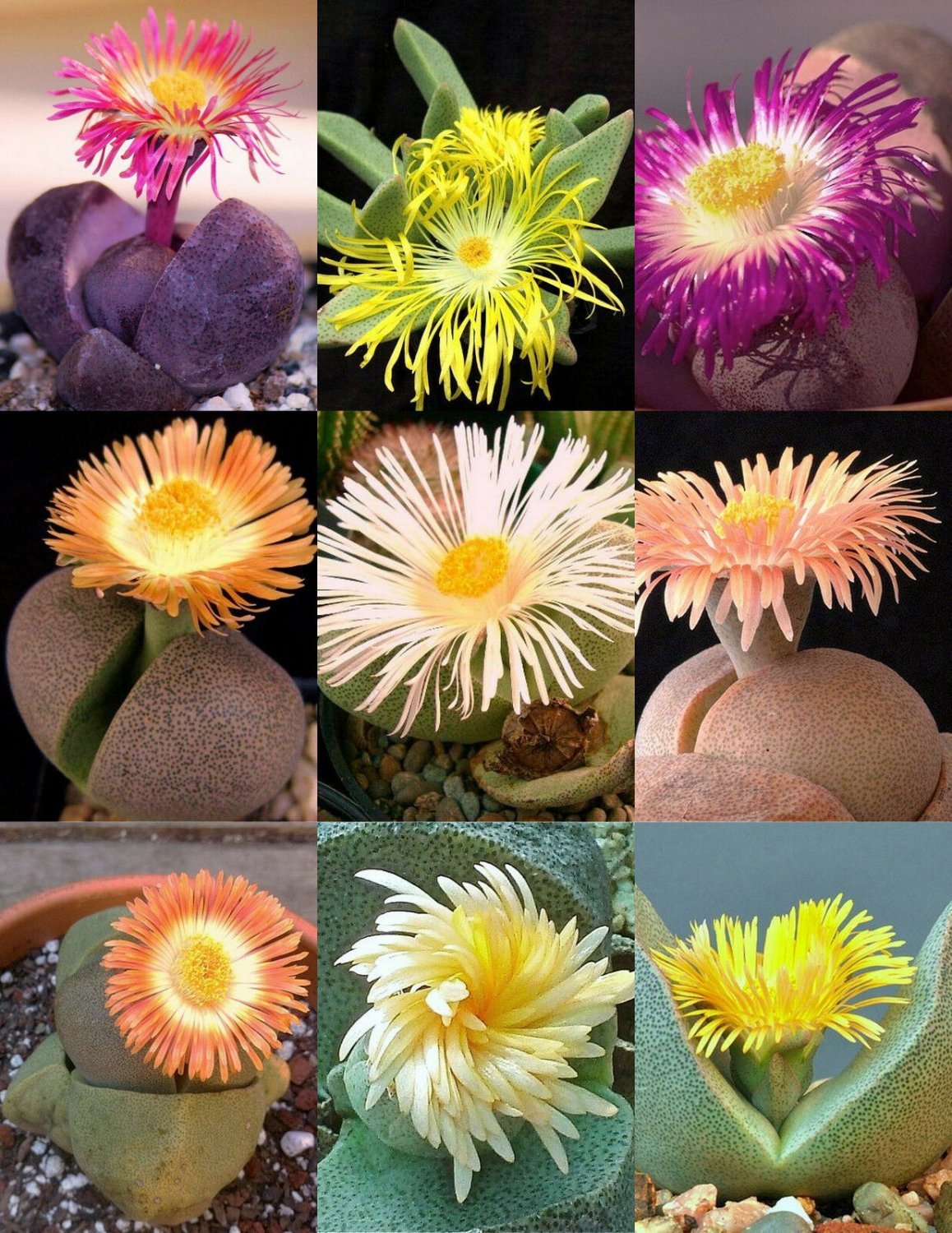 Pleiospilos MIX, succulent cactus mixed living stones rocks plant seed - 30 SEEDS