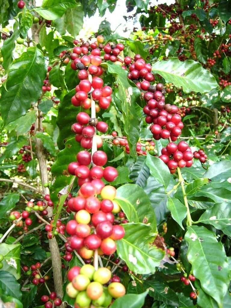 EXOTIC Coffee arabica, tropical coffee bean tree shrub rare cafe seed 10 SEEDS