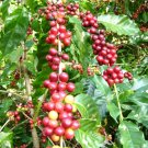 EXOTIC Coffee arabica, tropical coffee bean tree shrub rare cafe seed 10 SEEDS