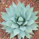 RARE AGAVE PARRYI VAR. COUSEI @ hardy exotic succulent aloe plant seed 15 SEEDS
