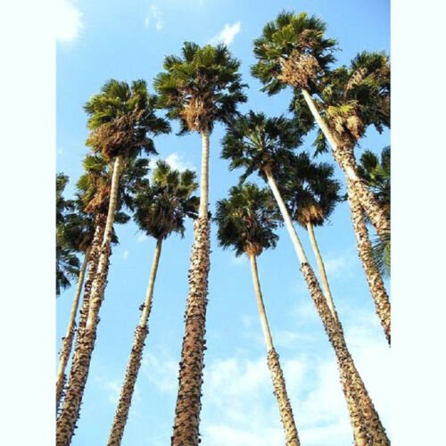 WASHINTONIA ROBUSTA @ mexican fan palm tree ornamental palms plant seed 25 seeds