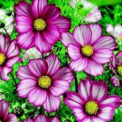Mixed Cosmos Seed, Candystripe, Heirloom Cosmos, Non-Gmo Draws Butterflies 50ct