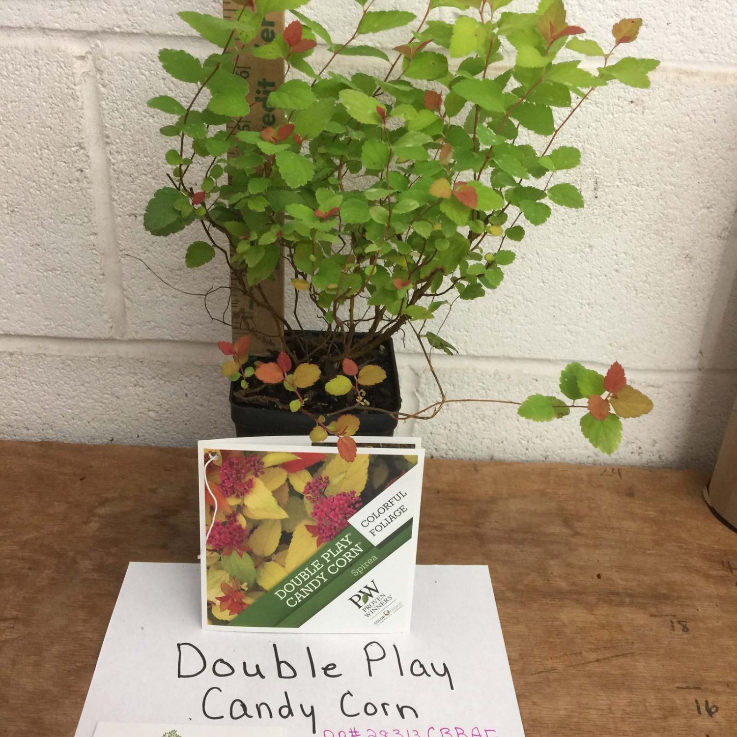 Double Play Candy Corn Spirea