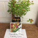 Double Play Candy Corn Spirea