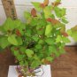 Double Play Candy Corn Spirea