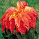 Amaranthus Seeds, Illumination, Foliage Plant Seeds, Eye Catching Leaves 75ct