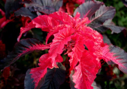 Amaranthus Seeds, Early Splendor, Foliage Plant Seeds, Eye Catching Leaves 75ct