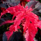 Amaranthus Seeds, Early Splendor, Foliage Plant Seeds, Eye Catching Leaves 75ct