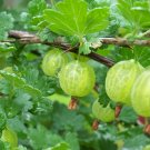 Gooseberry - 'Pixwell' - Ribes hirtellum - Live rooted starter plant