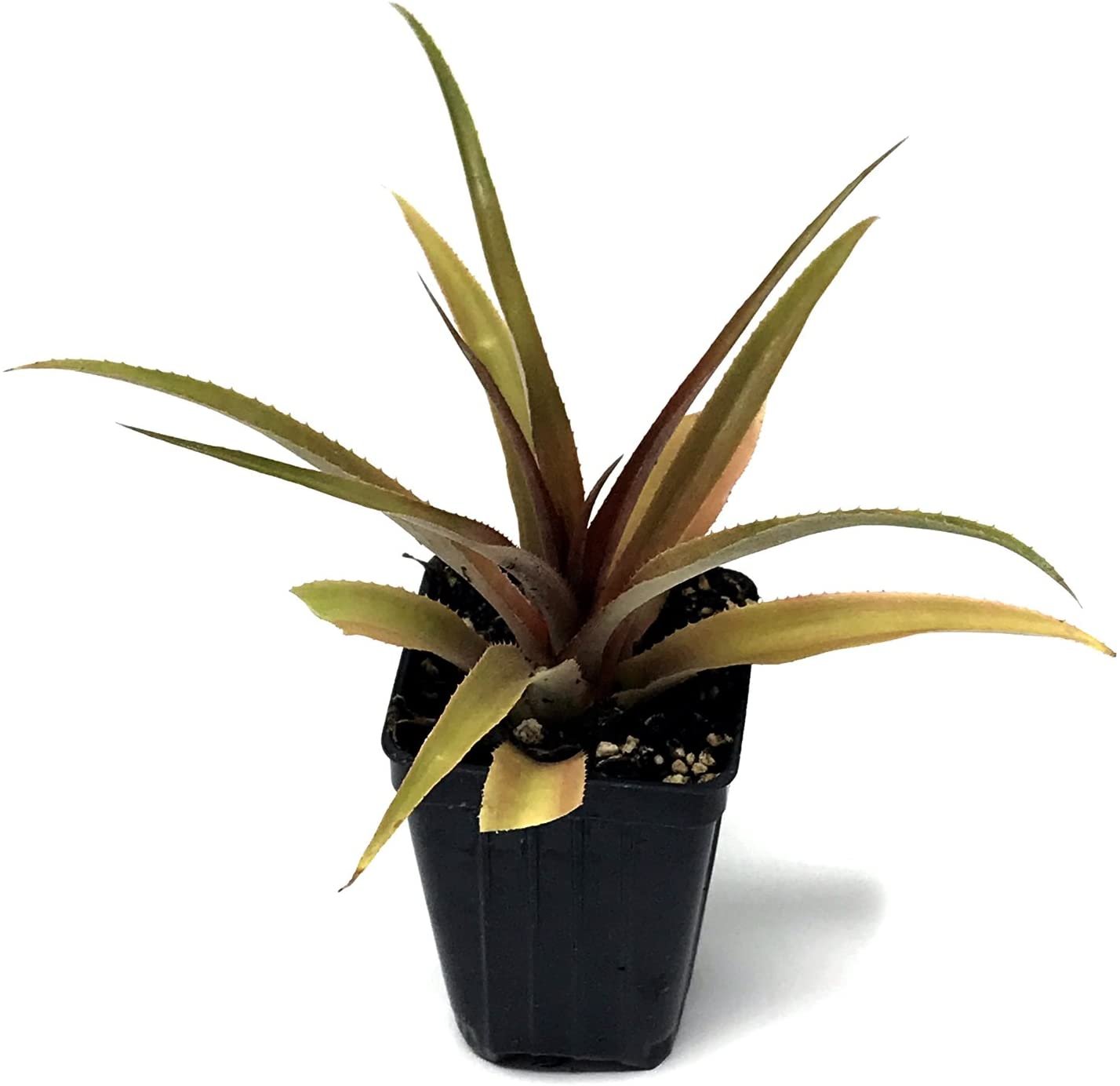 Pineapple Plant - 'Kona Sugarloaf' - Live plant edible fruit Ananas comosus
