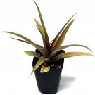 Pineapple Plant - 'Kona Sugarloaf' - Live plant edible fruit Ananas comosus