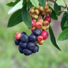 Blueberry - 'Summer Sunset' - Vaccinium (Rabbiteye)