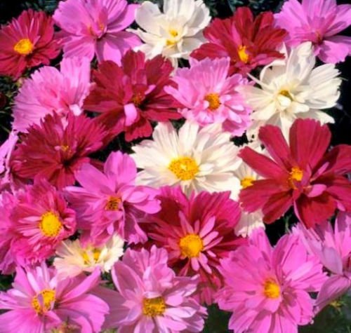 BasqueStore - Pink Cosmos Seeds, Pysche Mix, Heirloom Cosmos, Non-Gmo Draws Butterflies 75ct