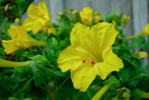 Yellow Four O'clock Seeds, Non-Gmo Heirloom Flower Seeds, Annual Flowers 75ct