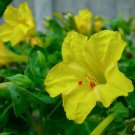 Yellow Four O'clock Seeds, Non-Gmo Heirloom Flower Seeds, Annual Flowers 75ct