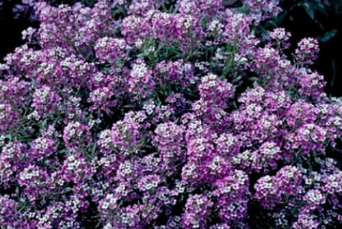Alyssum Seeds, Royal Carpet, Ground Cover Seeds, Heirloom Flower Seeds, 75ct