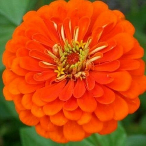 Orange Zinnia Seeds, Orange King, Heirloom Zinnia Seeds, Heirloom Flowers, 75ct