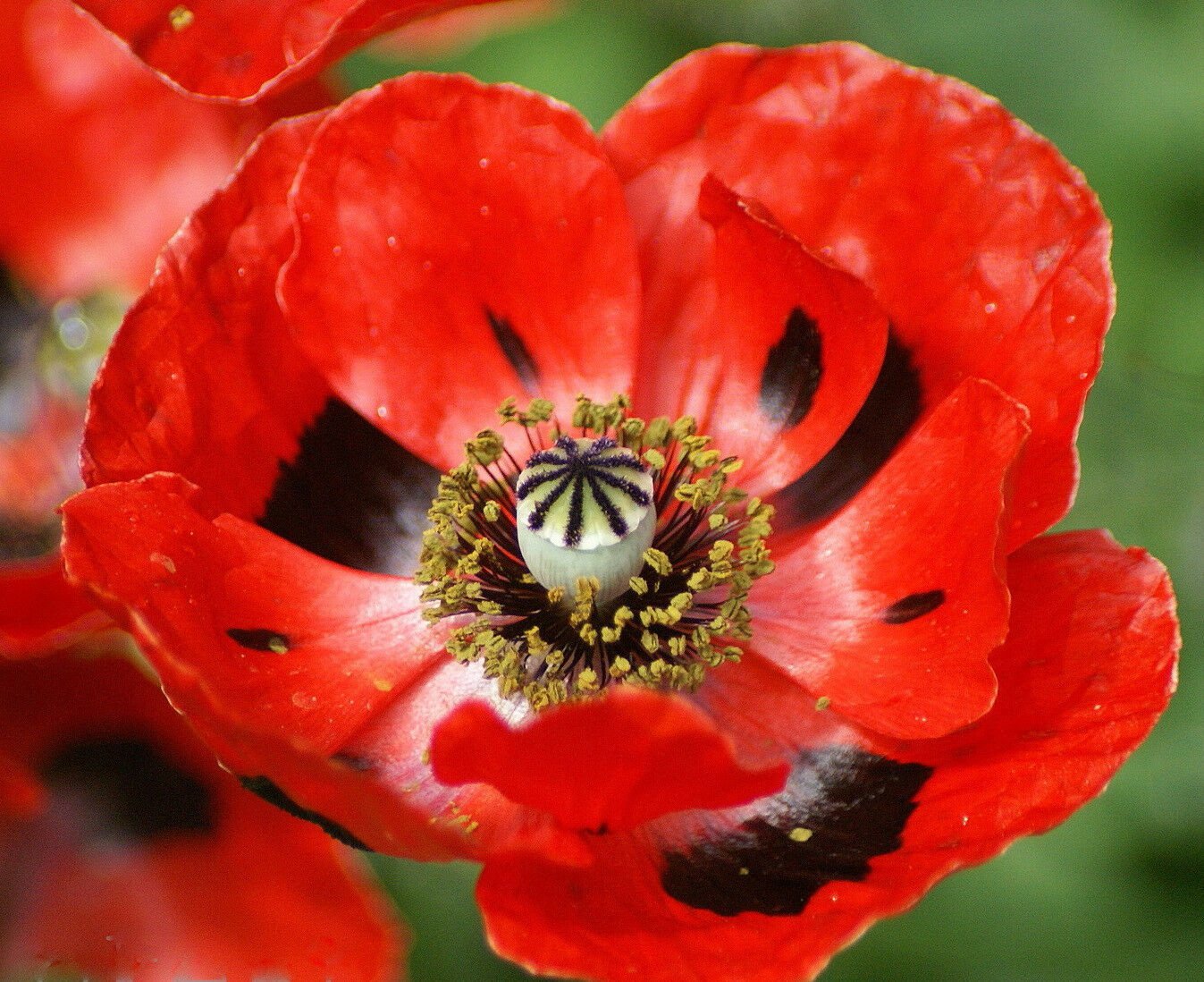 Red Corn Poppy Seeds, Flanders Field Poppies, Heirloom Wildflowers Annual, 100ct
