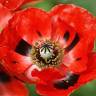 Red Corn Poppy Seeds, Flanders Field Poppies, Heirloom Wildflowers Annual, 100ct