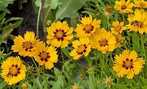 Yellow Coreopsis Seeds, Plains Coreopsis, Heirloom Wildflower Seeds, 100ct