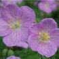 BasqueStore - WILD GERANIUM 10 roots (maculatum) , flowering-plant