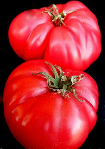 Tomato Seed, Moscow Vr, Heirloom Nongmo Tomatoes, Old Fashioned Sweet Taste 50ct