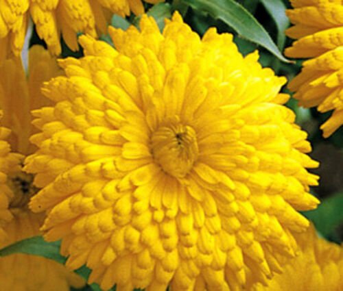 BasqueStore - CALENDULA GOLDEN EMPEROR Calendula Officinalis - 20 ct for germination