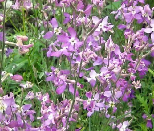 BasqueStore - NIGHT SCENTED STOCK Matthiola Bicornis - 1,000 ct for germination