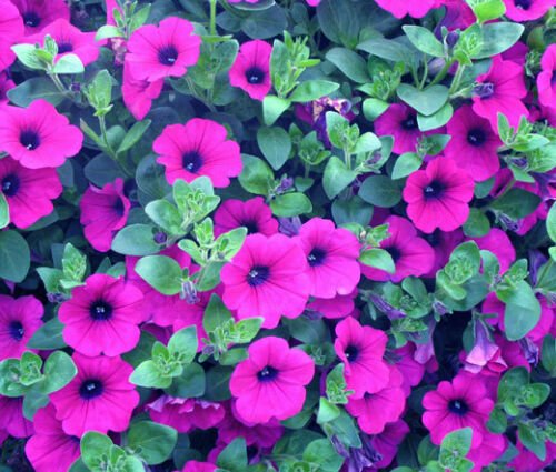 BasqueStore - PETUNIA LAURA BUSH Petunia X Violacea Solanaceae - 100 ct for germination