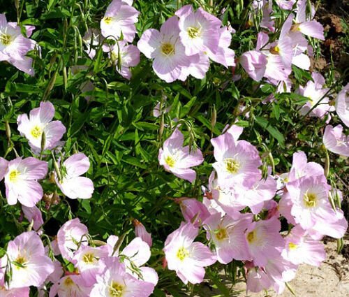 BasqueStore - PRIMROSE SHOWING EVENING Oenothera Speciosa - 1,000 ct for germination