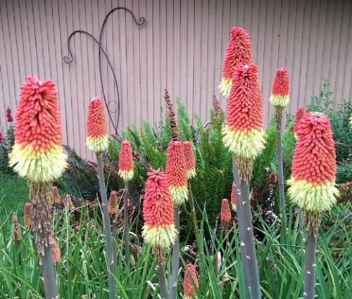 BasqueStore - RED HOT POKER TORCH LILY Kniphofia Uvaria Royal Castle - 20 ct for germination